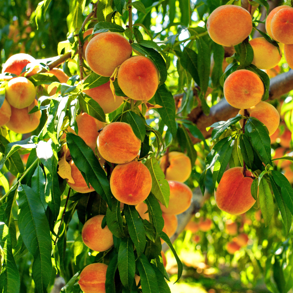 9 Easy Steps Of Growing Peaches In Containers In 2024