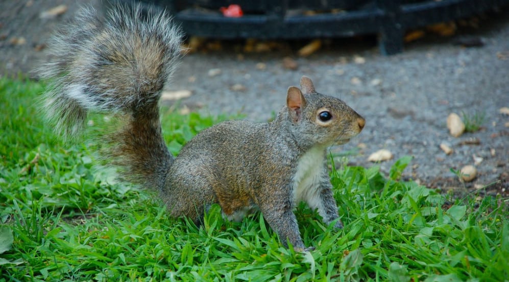 Interesting Facts About Squirrels