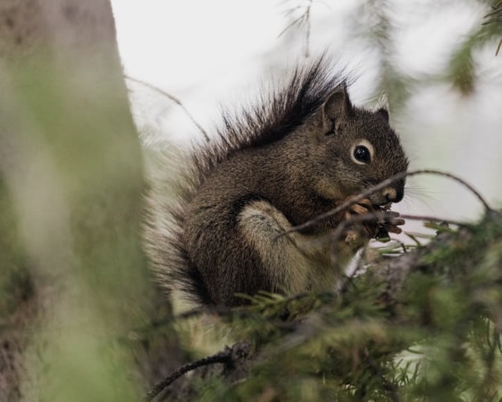 Black Squirrel