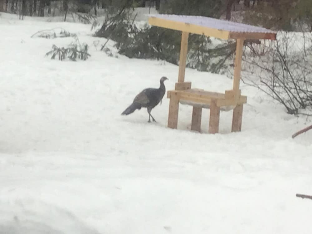 Turkey in the winter at our deer feeder