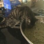Tiny cat eating healthy dog food out of a huge bowl