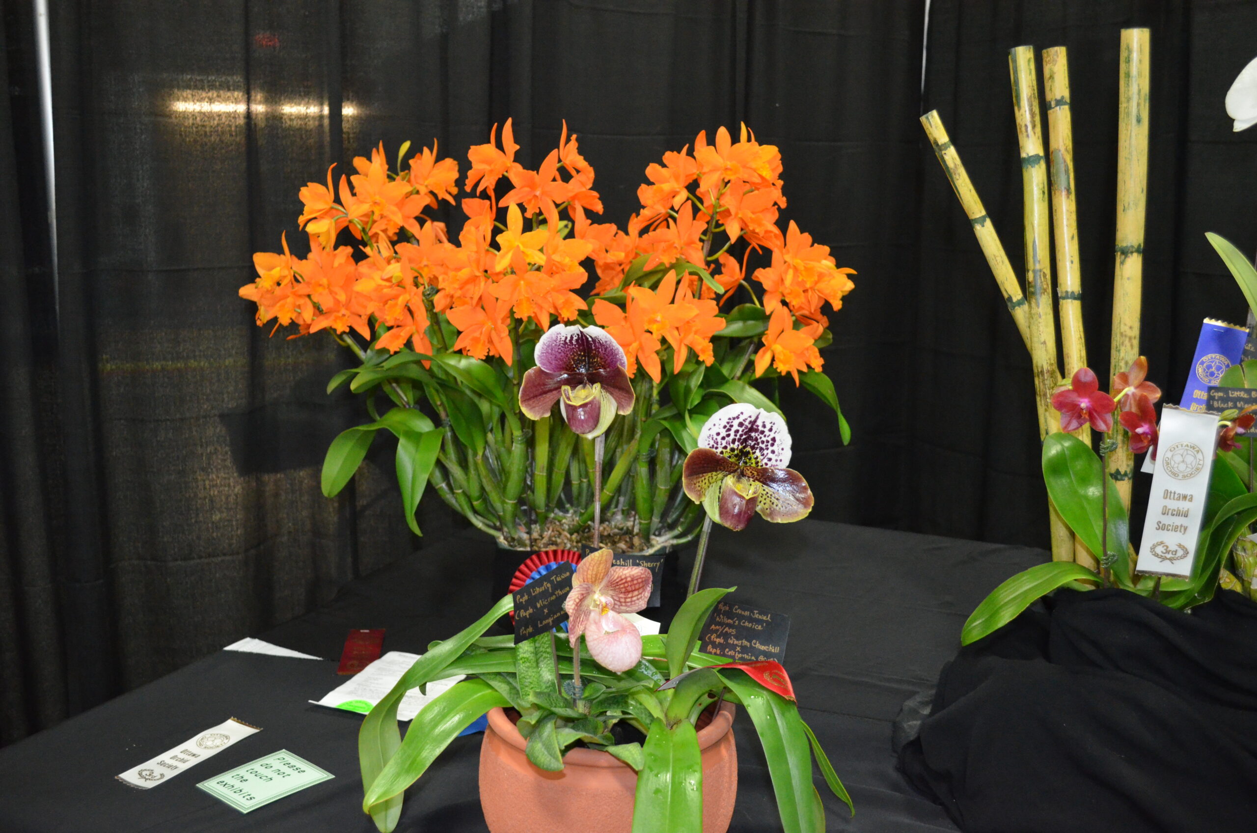 Orchids From Orchid Show Ottawa 2015