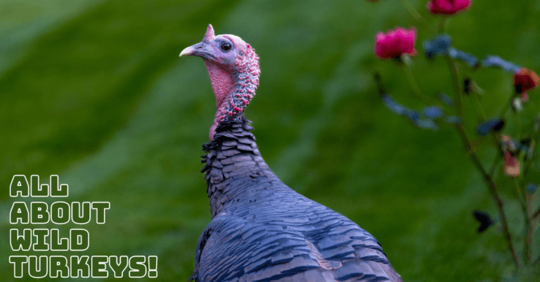 All About Wild Turkeys