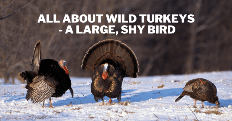 All About Wild Turkeys – A Large, Shy Bird