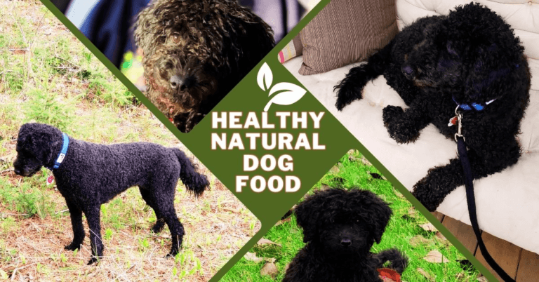 Healthy Natural Dog Food – Grant Your Dog A Longer Life