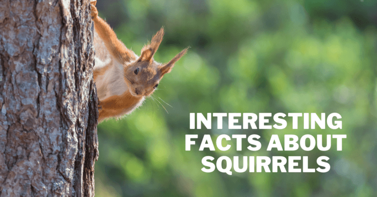 Interesting Facts About Squirrels