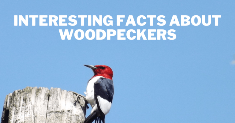 Interesting Facts About Woodpeckers