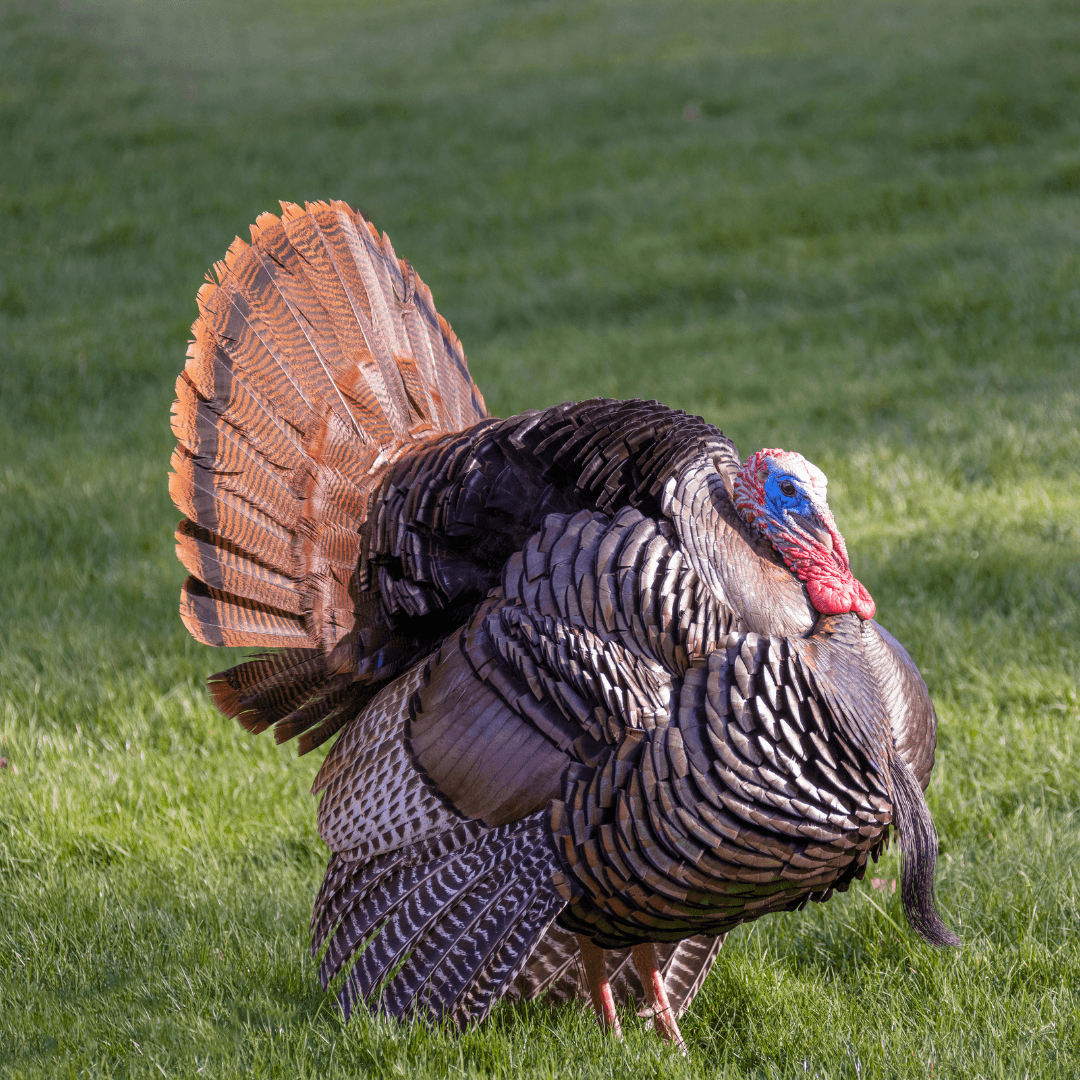 Behaviour Of Wild Turkeys