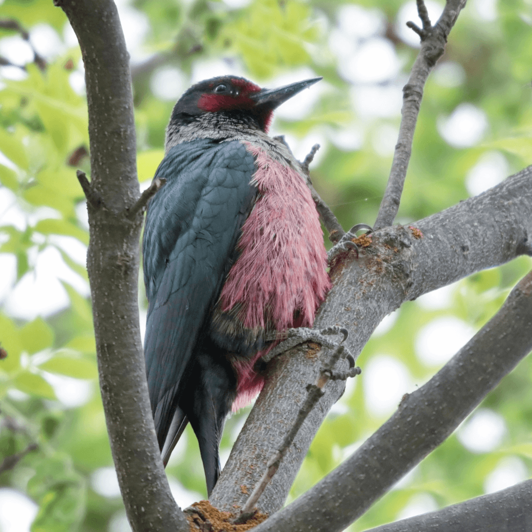 Interesting Facts About Woodpeckers - Lewis's Woodpecker