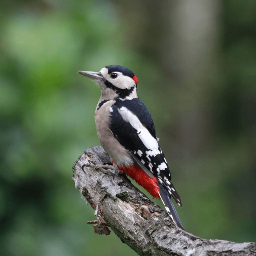 Image 11 Great Spotted Woodpecker 1024x1024 
