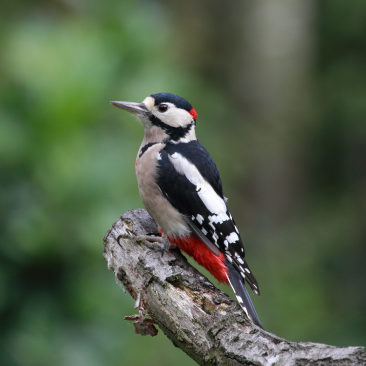 Interesting Facts About Woodpeckers 2024 | Close To Nature