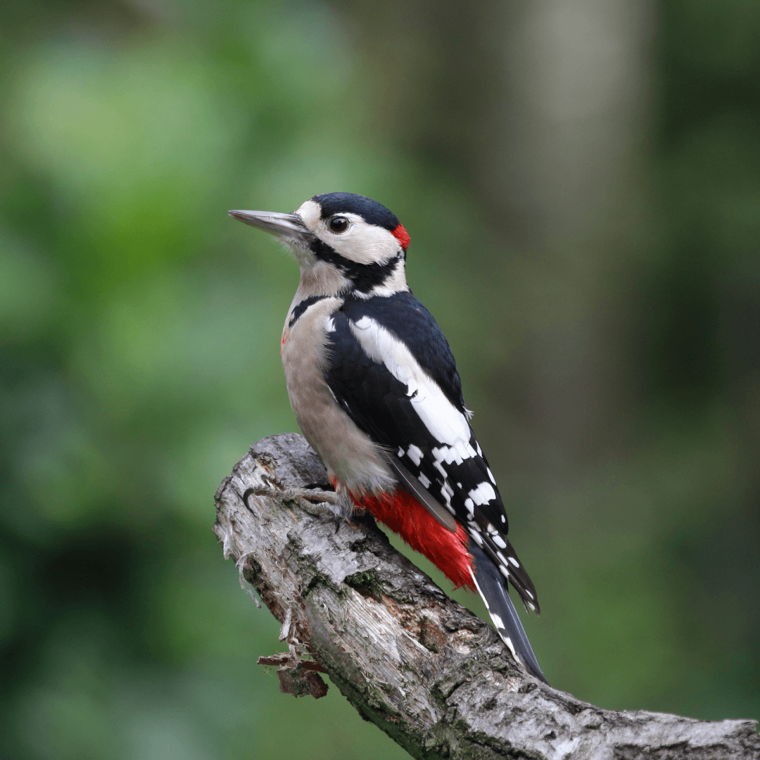 Interesting Facts About Woodpeckers - Great Spotted Woodpecker