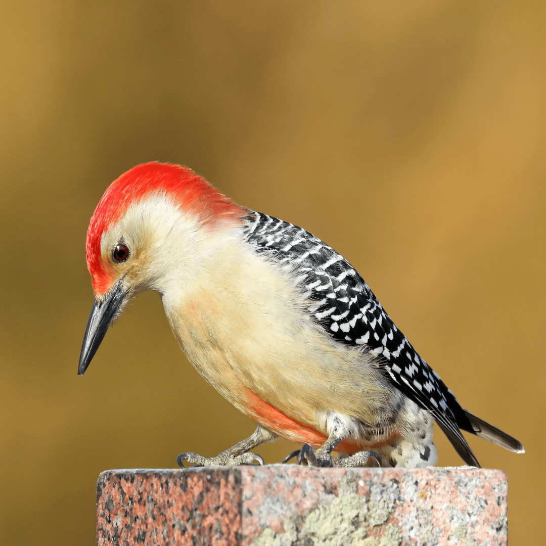 Interesting Facts About Woodpeckers - Red-Bellied Woodpecker