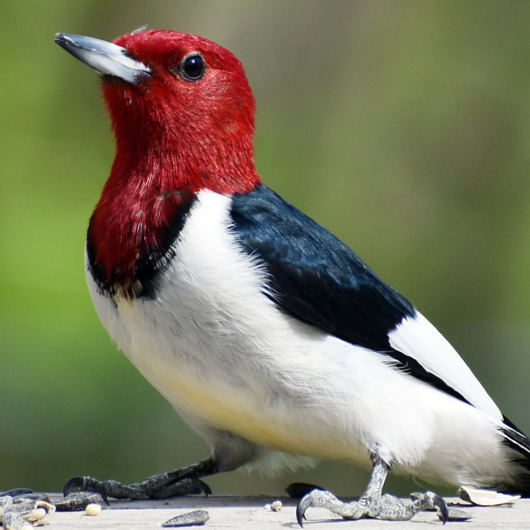 Interesting Facts About Woodpeckers 2024 | Close To Nature