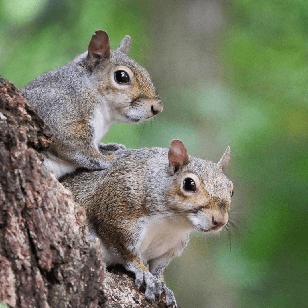Squirrels And Mutualistic Relationships