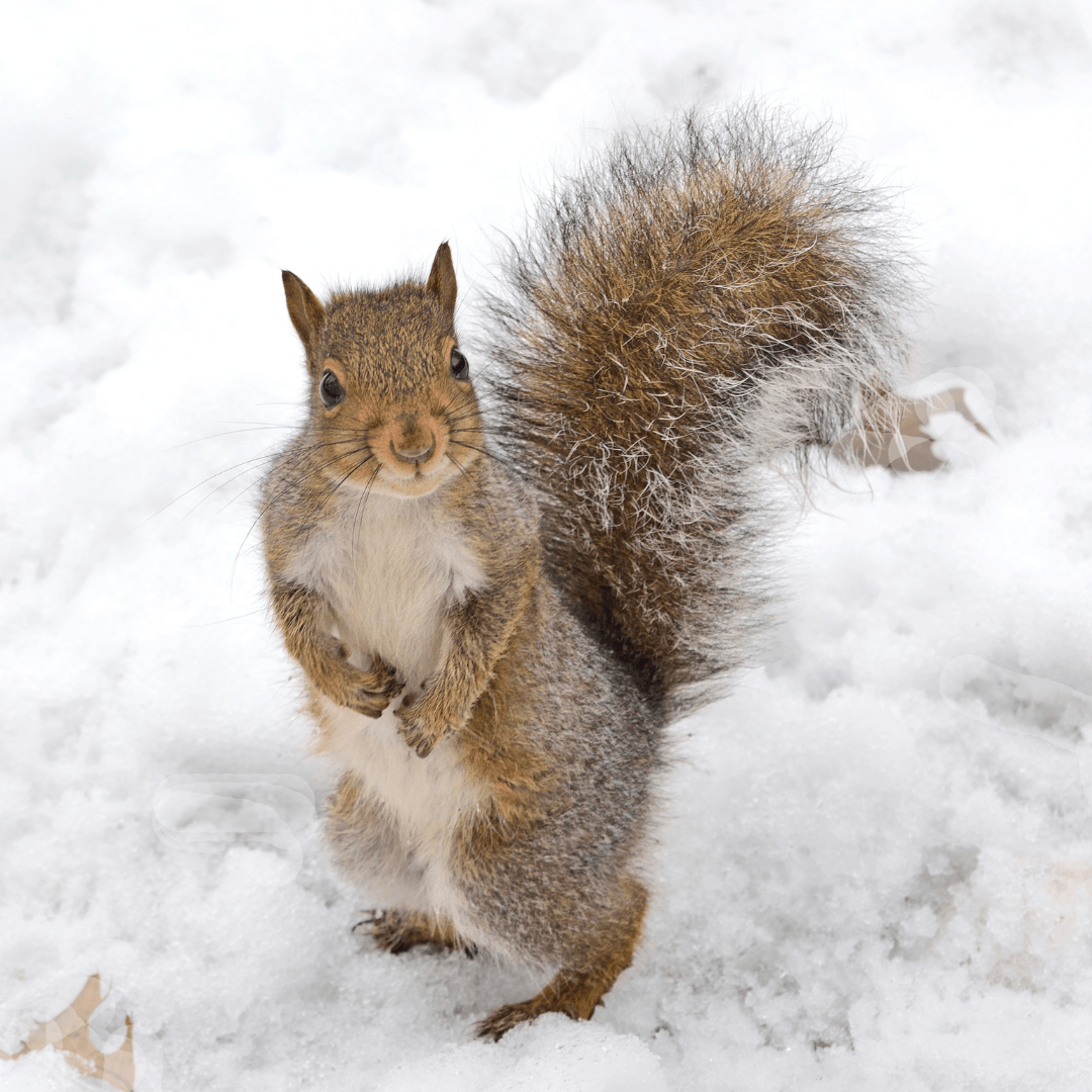 Squirrels Developed Amazing Adaptations To Winter