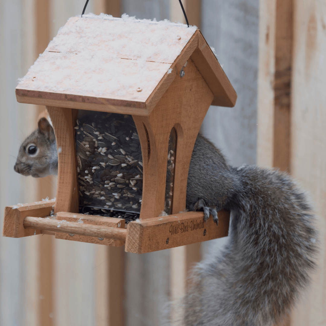 Squirrels And Bird Feeder Interactions