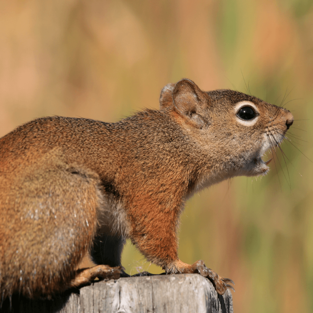 Squirrel Vocalizations