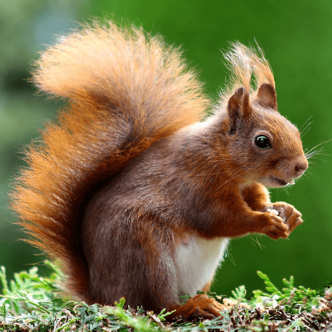 Squirrel Senses And Perceptions