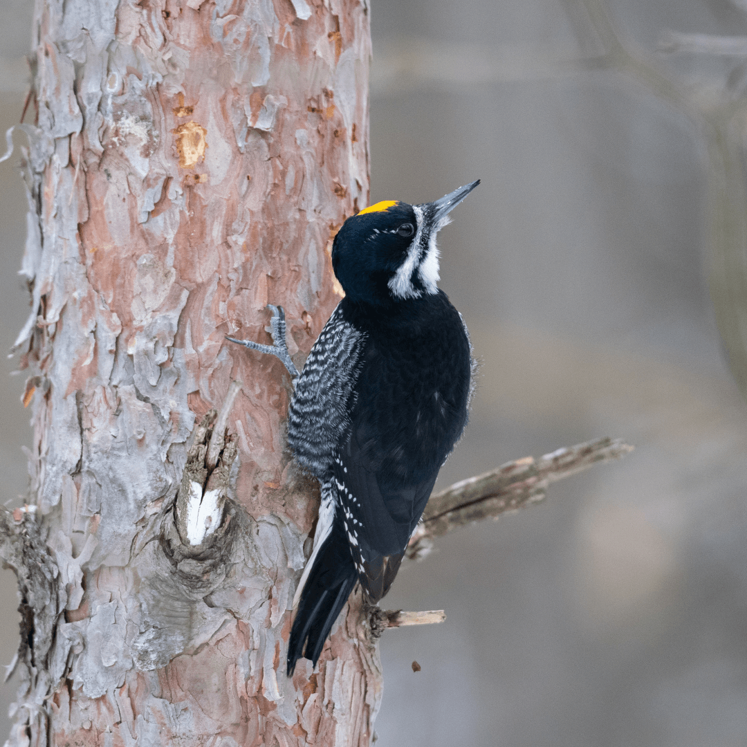 Interesting Facts About Woodpeckers - Black-Backed Woodpecker