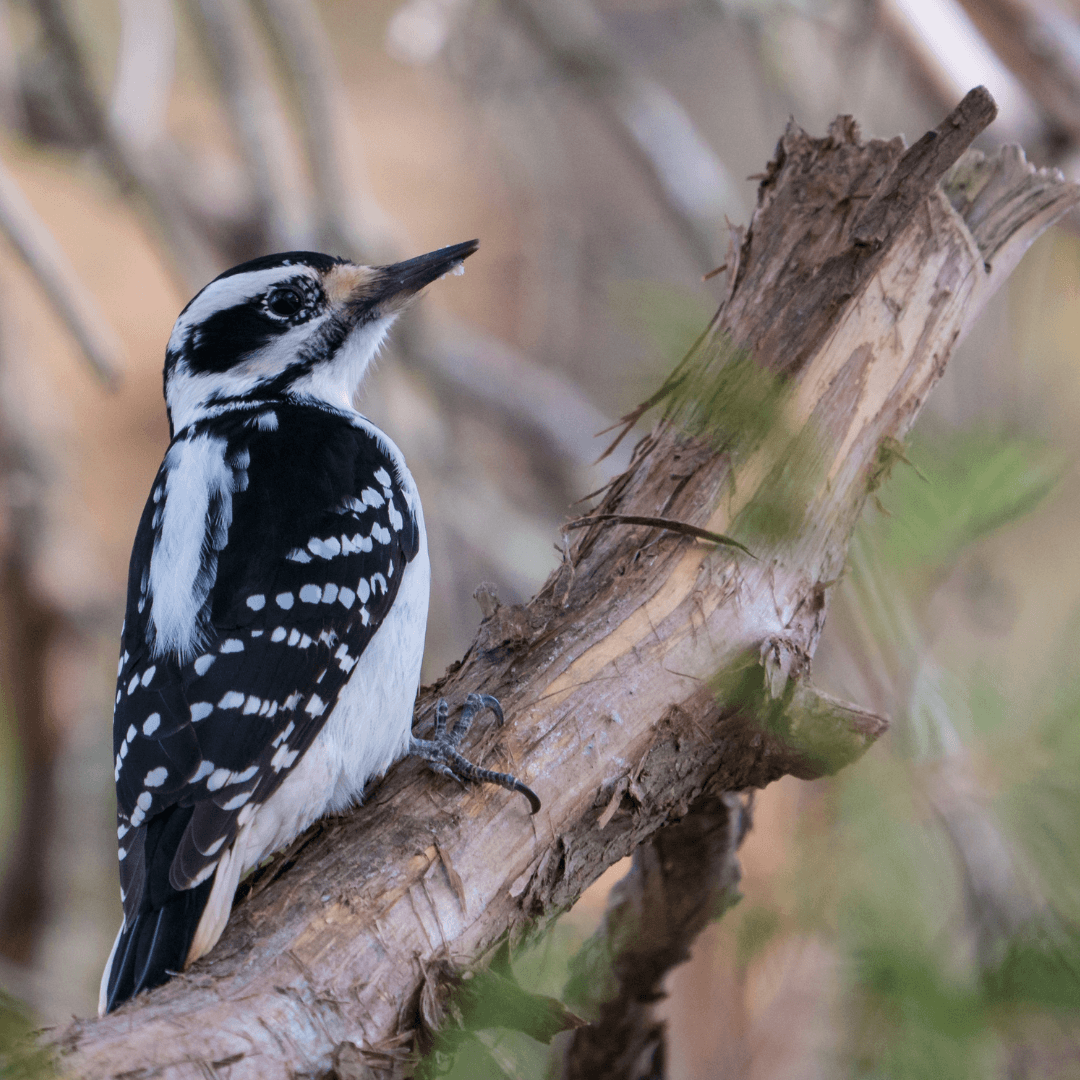 Interesting Facts About Woodpeckers - Hairy Woodpecker