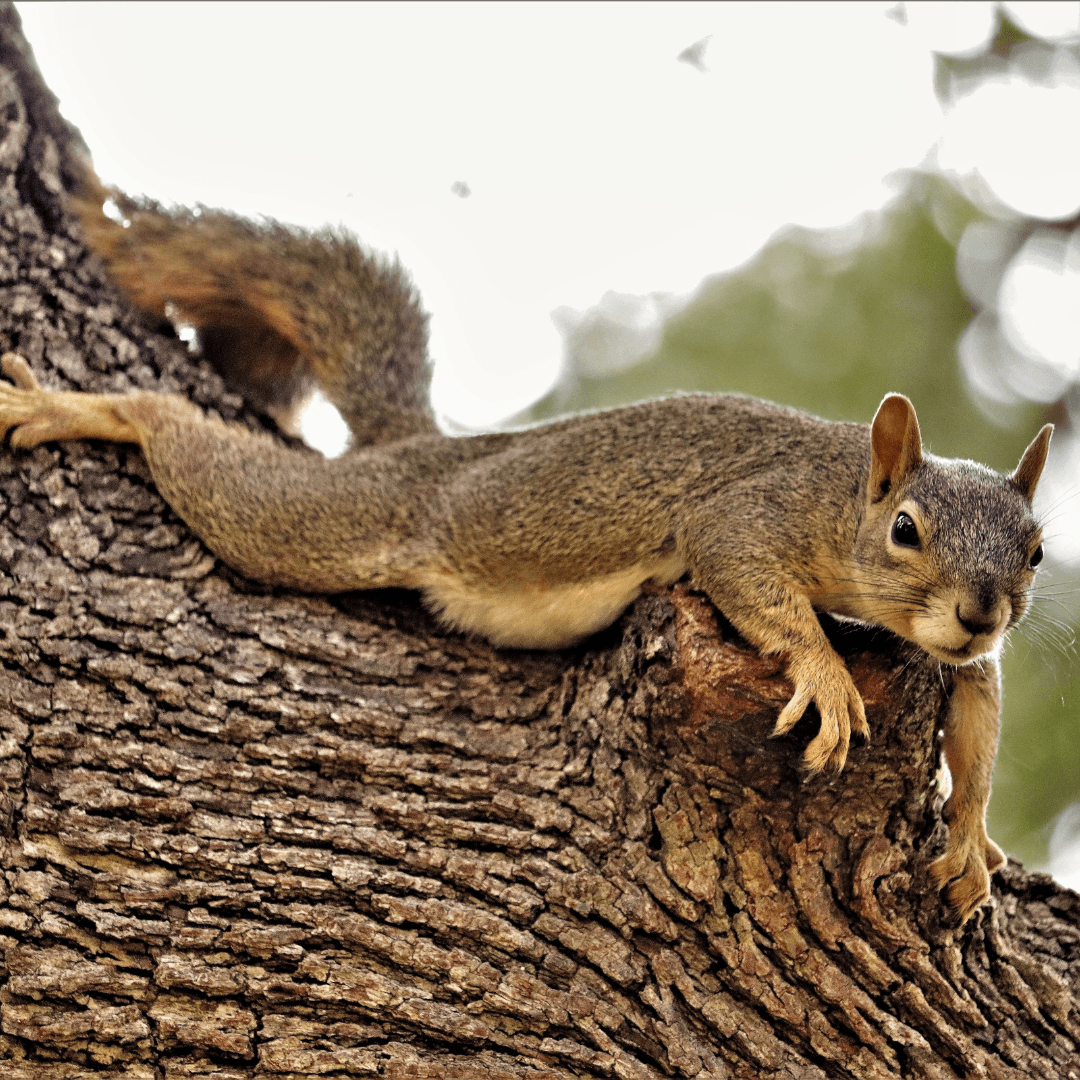 Squirrels Are Tree-Dwelling Experts