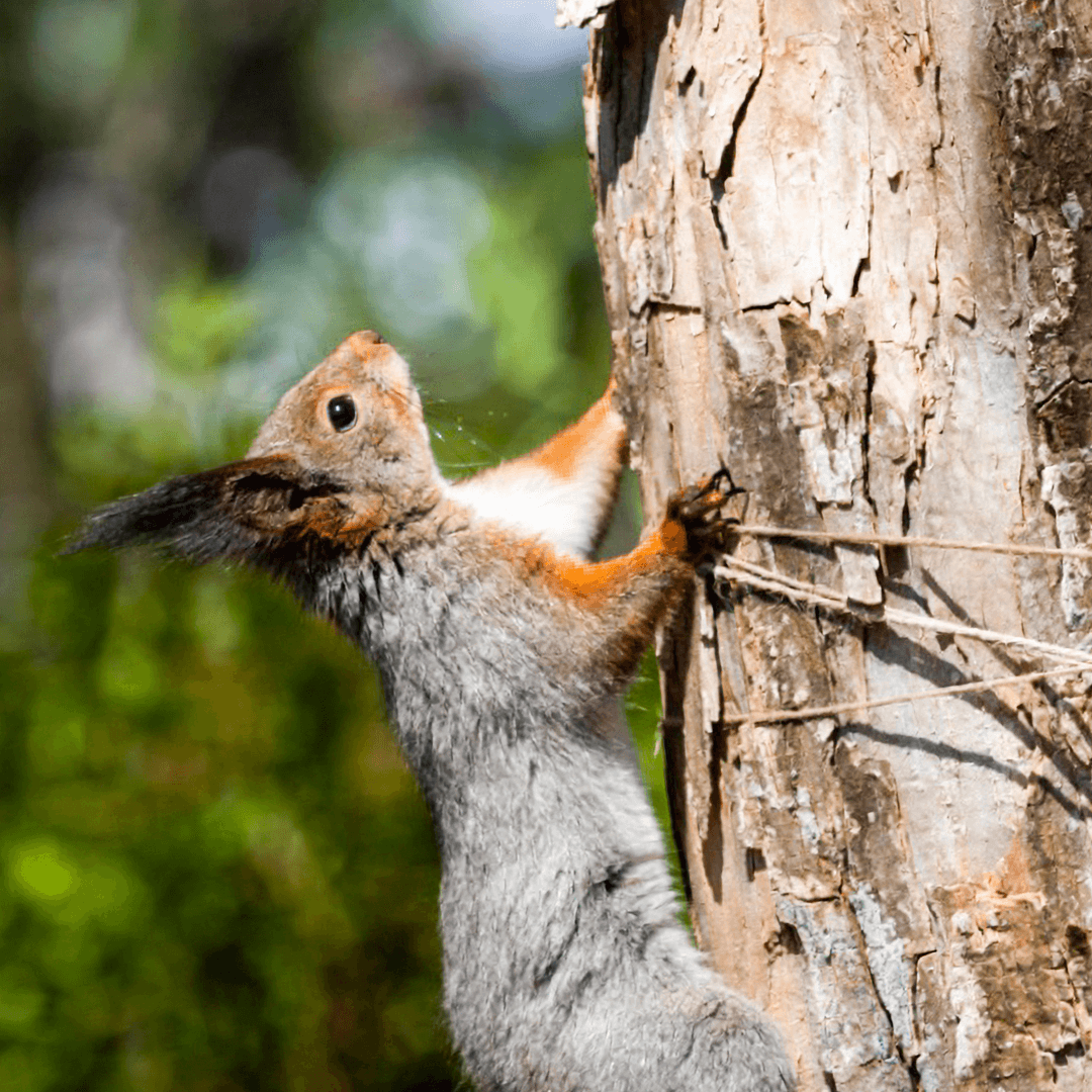 Squirrels Are Agile Acrobats