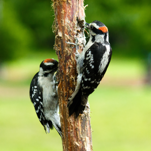 Interesting Facts About Woodpeckers 2024 | Close To Nature