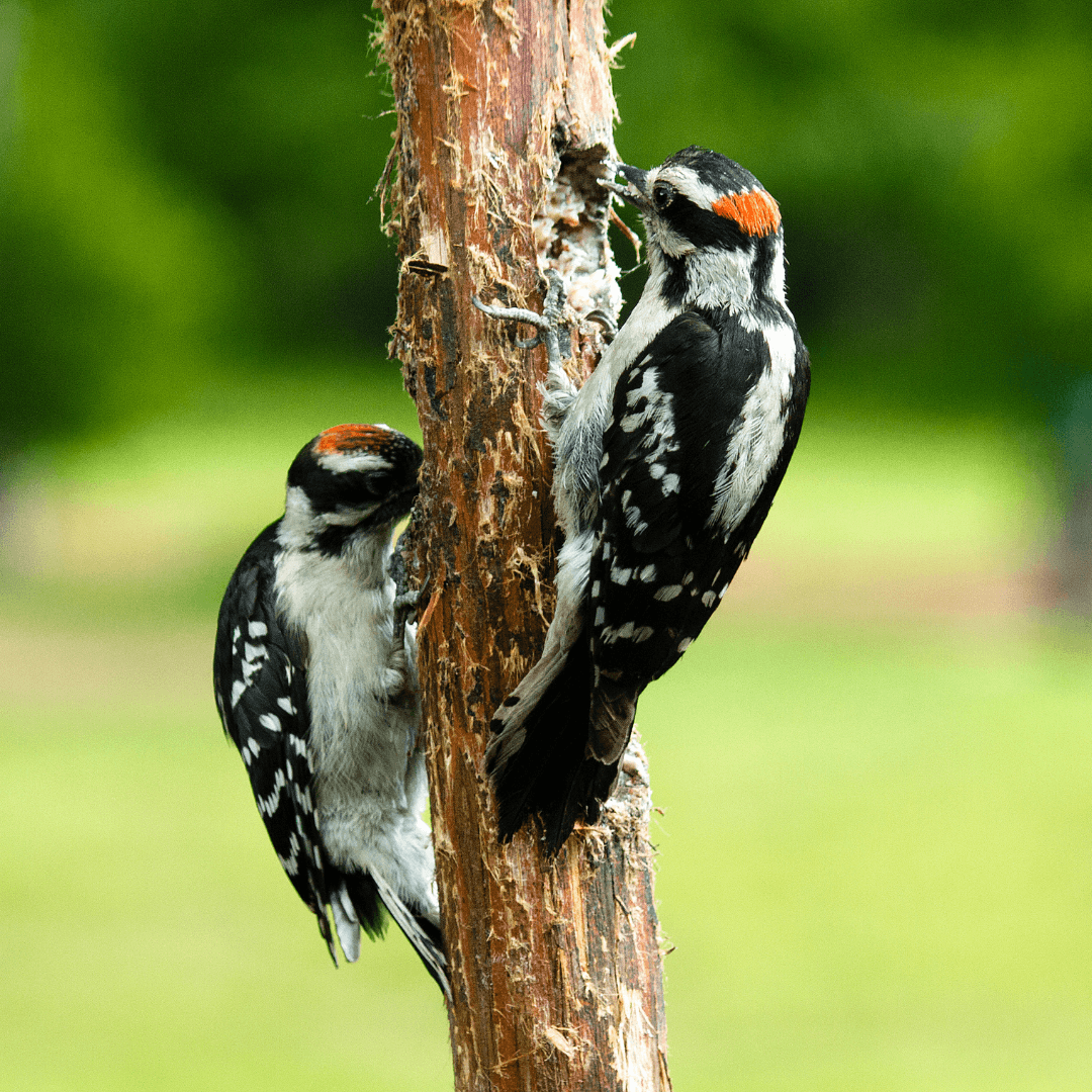 Interesting Facts About Woodpeckers - Downy Woodpecker