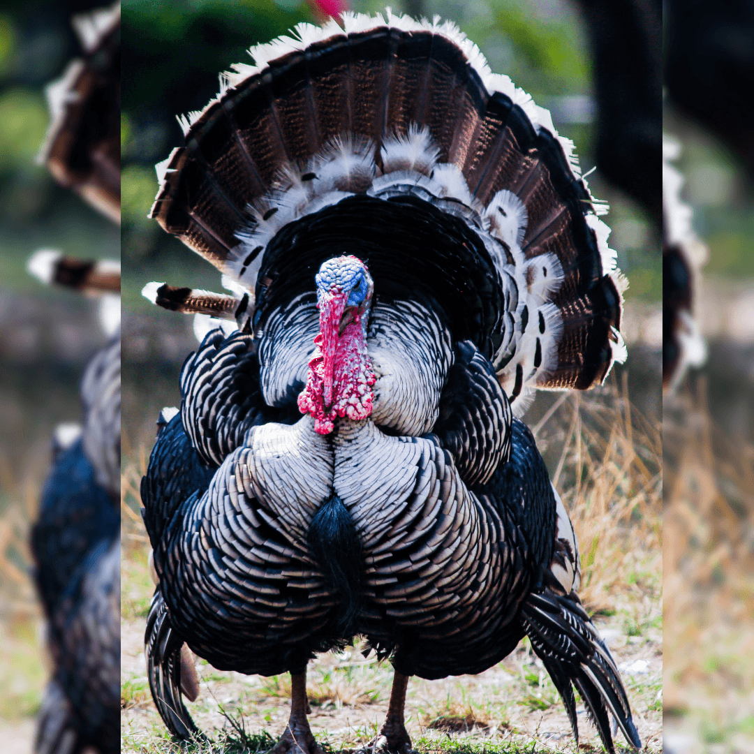 Rio Grande Wild Turkey (Meleagris gallopavo intermedia)