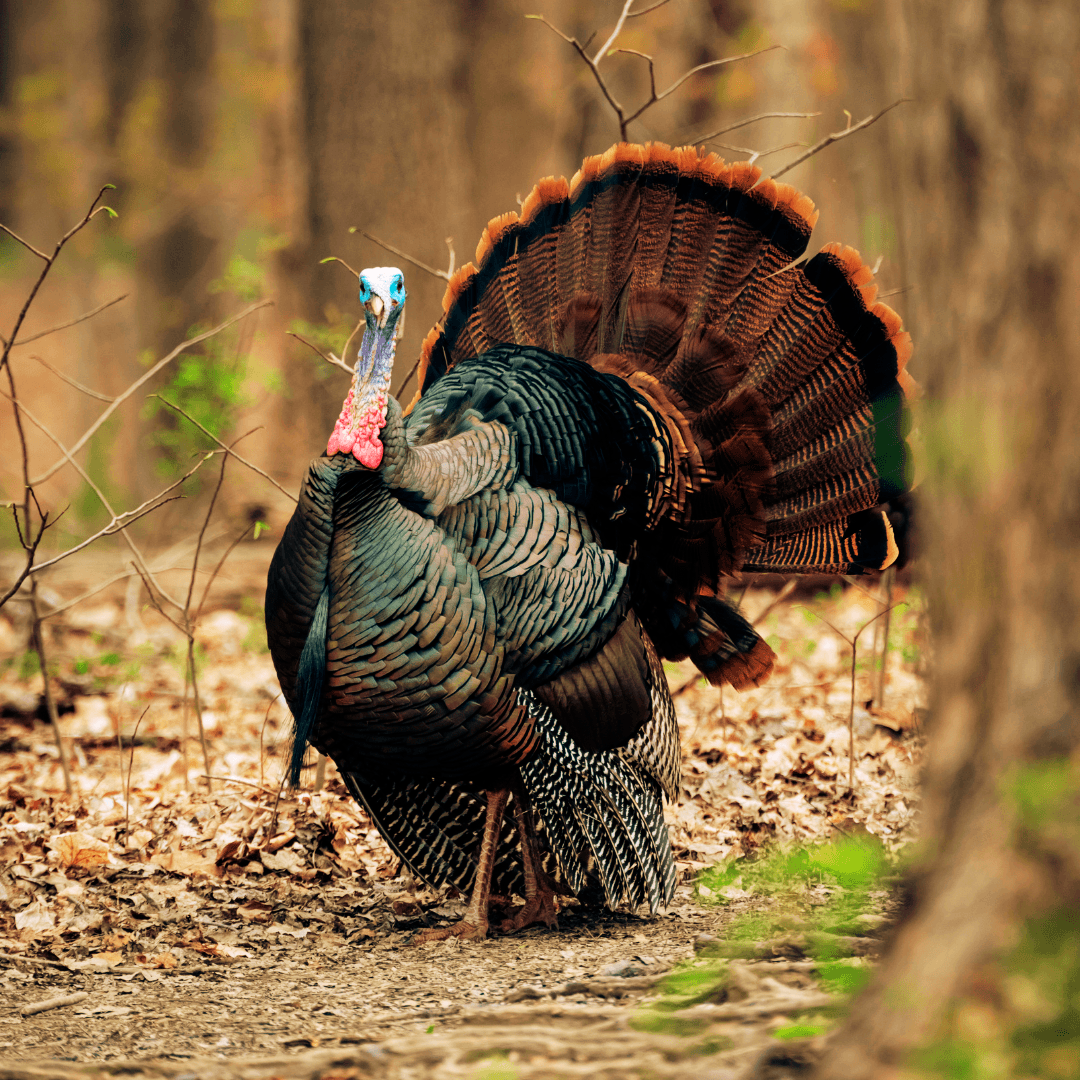 Merriam's Wild Turkey (Meleagris gallopavo merriami)