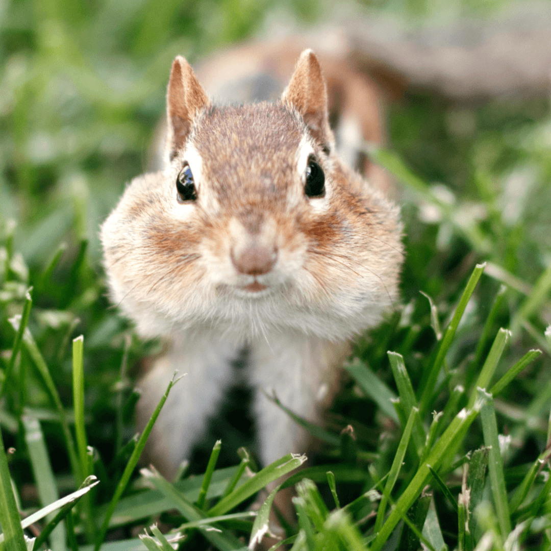 Squirrels Have Distinctive Cheek Pouches