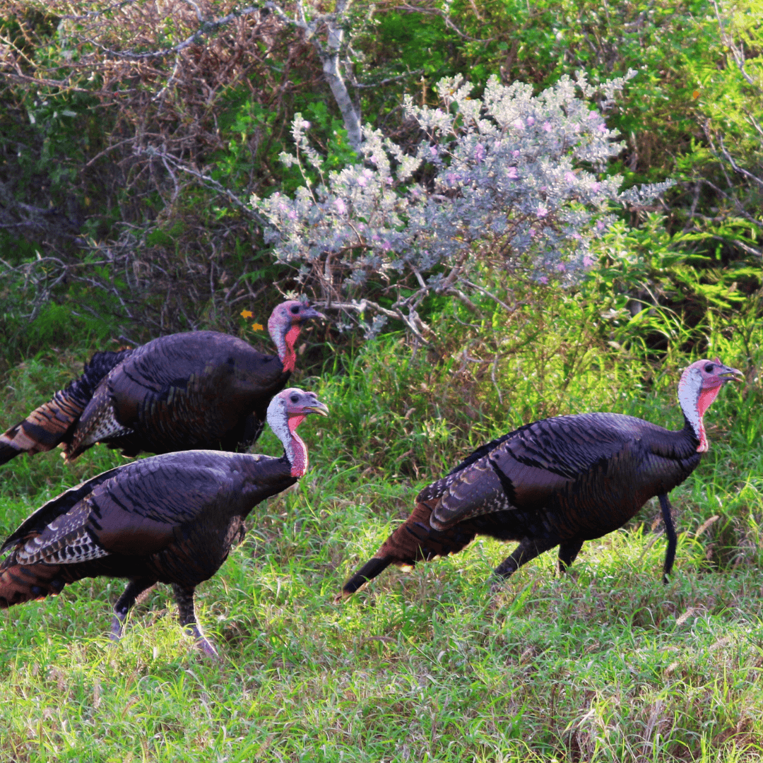 Gould's Wild Turkey (Meleagris gallopavo mexicana)