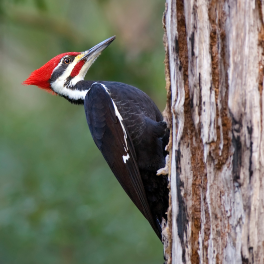 Interesting Facts About Woodpeckers 2024 | Close To Nature