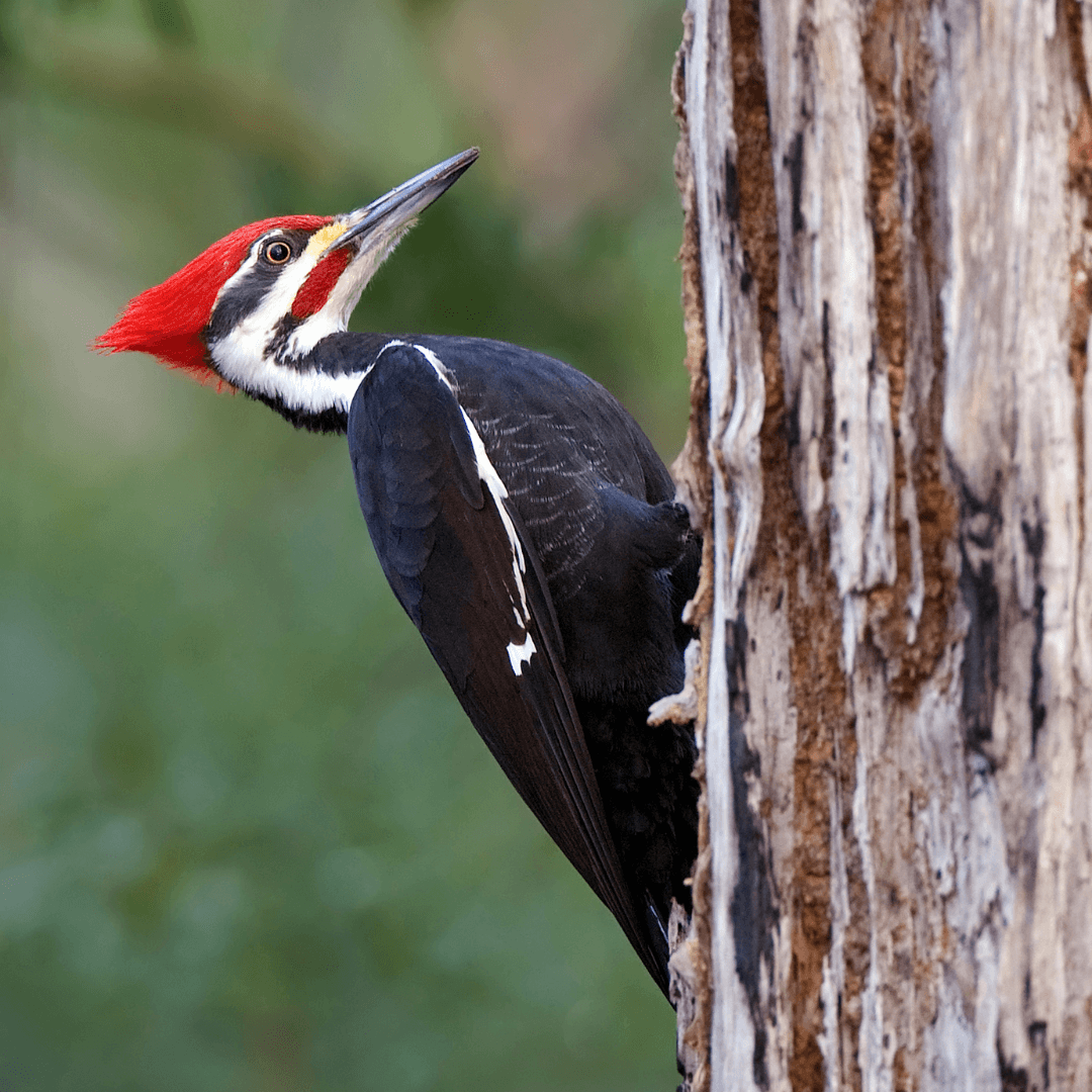 Interesting Facts About Woodpeckers - Pileated Woodpecker