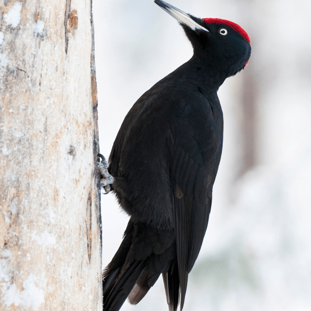 Interesting Facts About Woodpeckers - Black Woodpecker