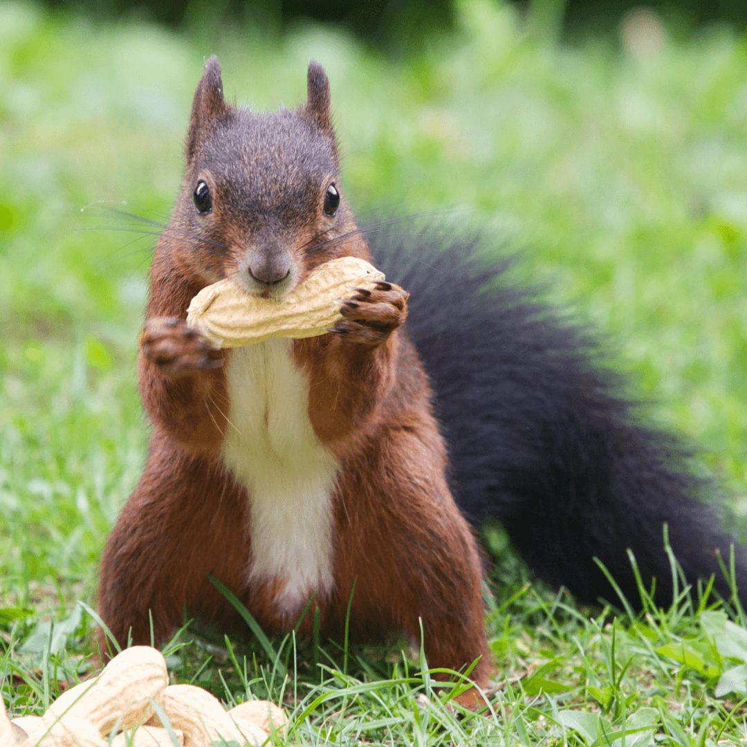 Squirrels Have Rich Communication Methods