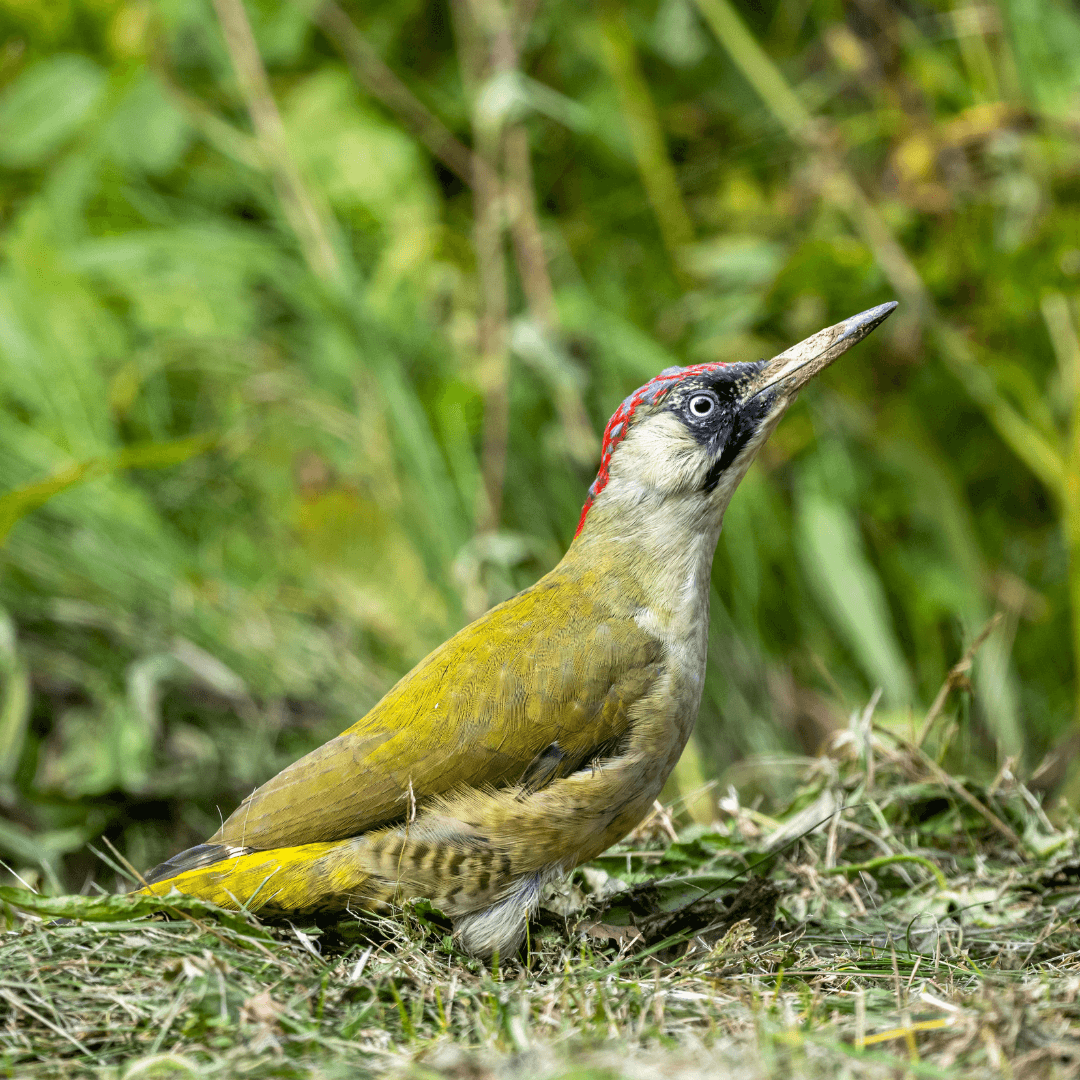 Interesting Facts About Woodpeckers - European Green Woodpecker