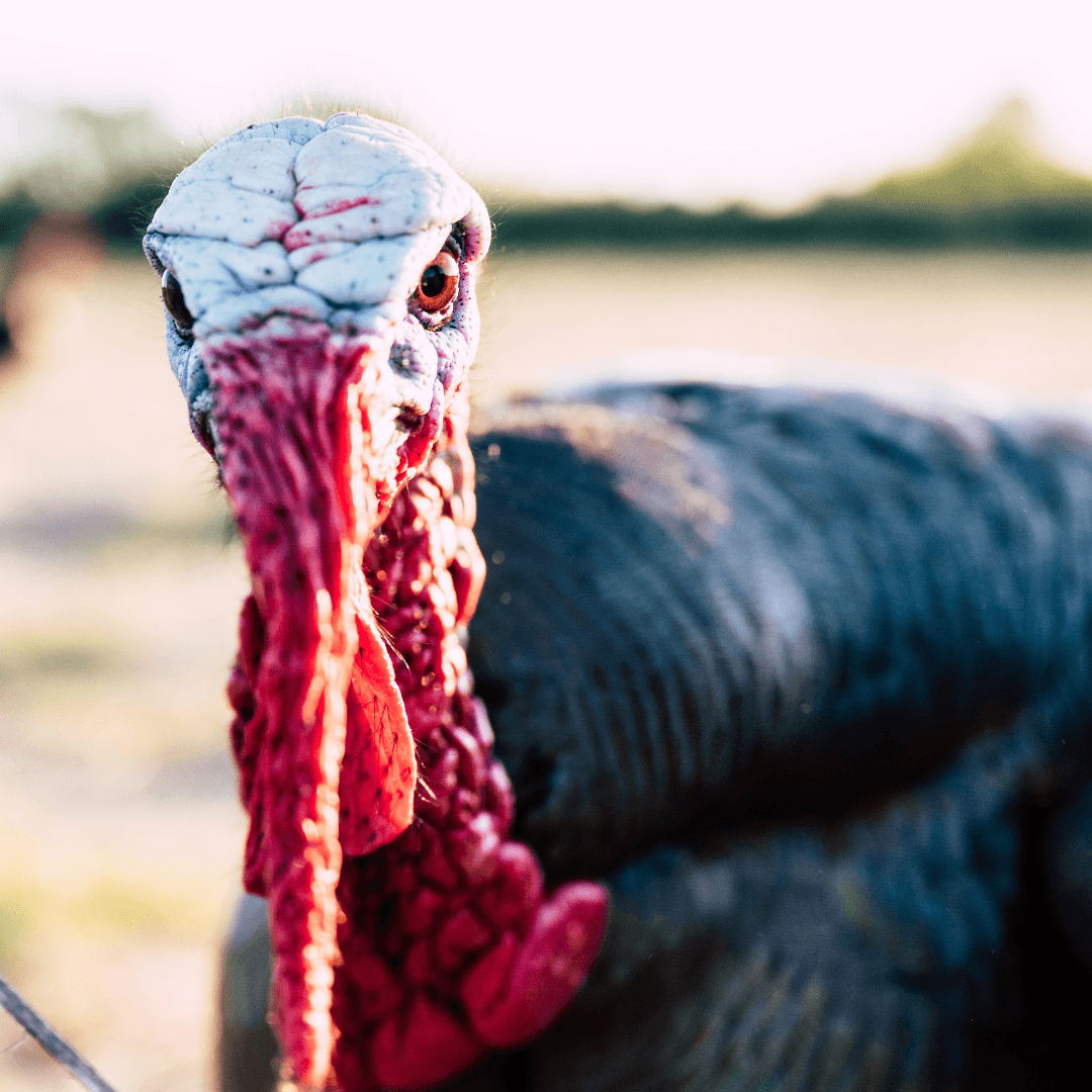 Wild Turkey Habitats