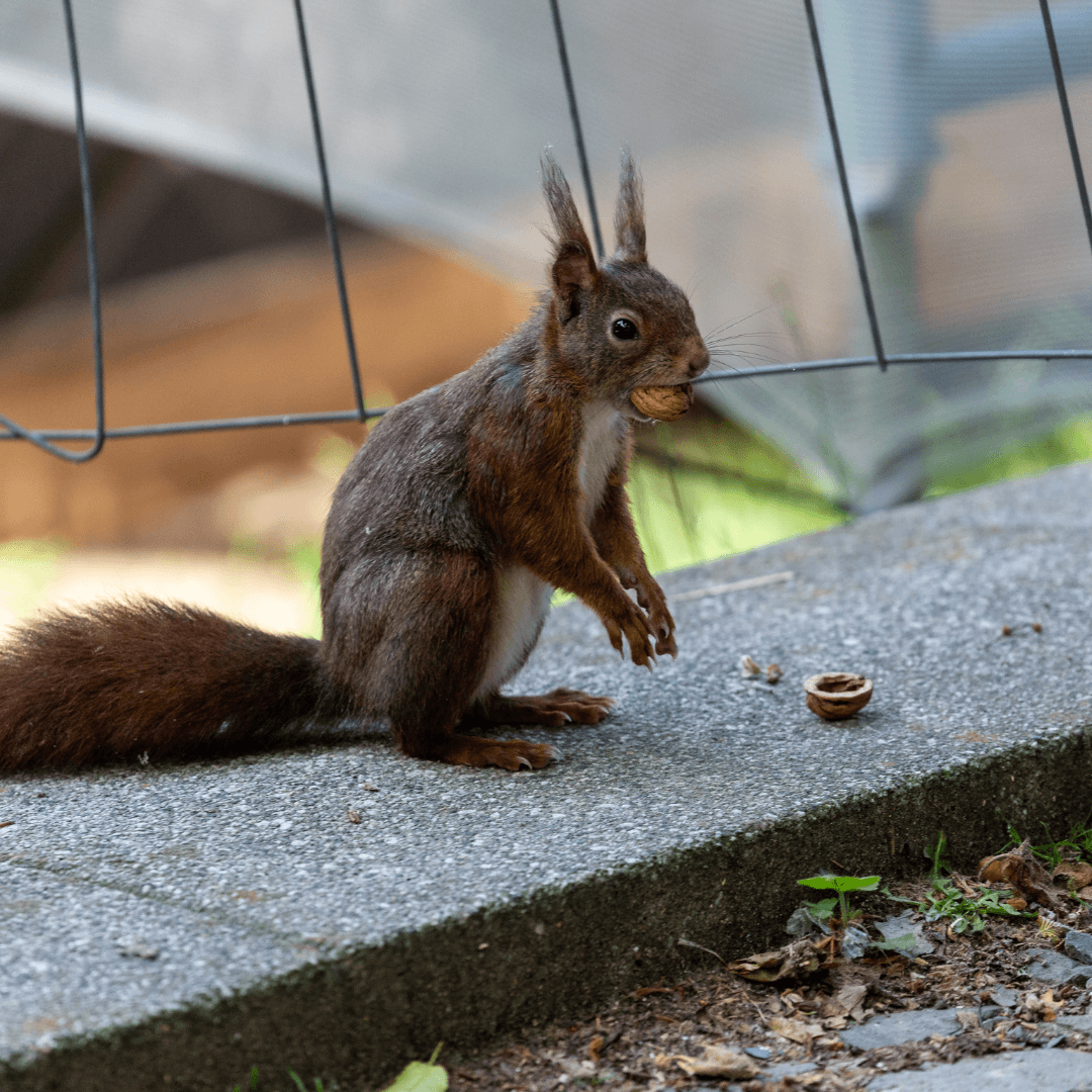 Squirrels Have Amazing Adaptability To Urban Environments