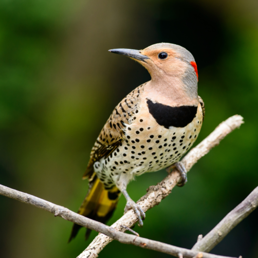 Interesting Facts About Woodpeckers 2024 | Close To Nature