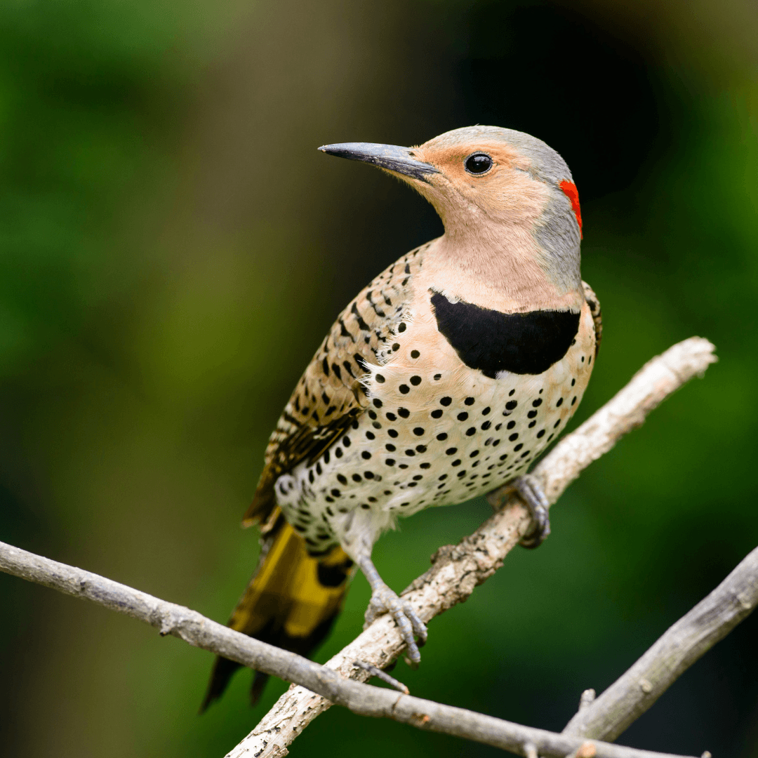 Interesting Facts About Woodpeckers - Northern Flicker