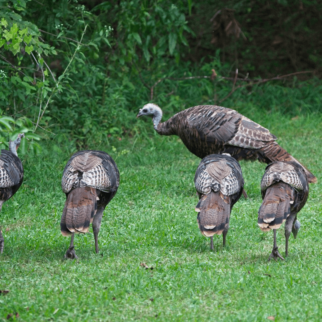 Physical Characteristics Of Wild Turkeys