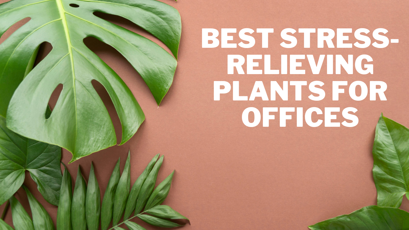 Best Stress-Relieving Plants For Offices