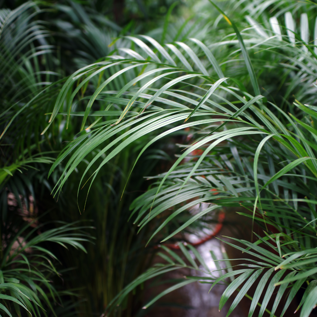 Best StressRelieving Plants For Offices In 2024