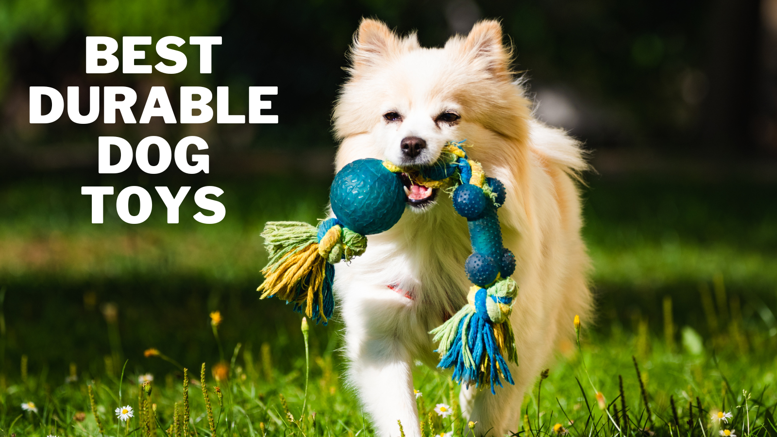 Best Durable Dog Toys