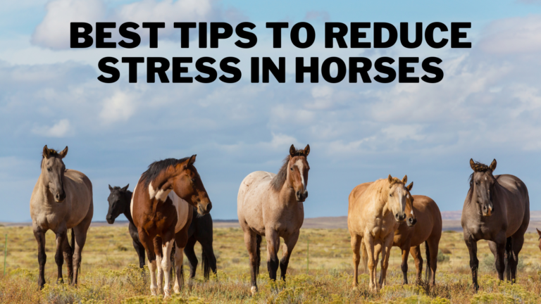 Best Tips To Reduce Stress In Horses