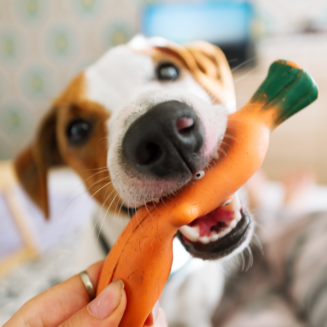 Conclusion To The Best Durable Dog Toys For Keeping Your Pet Happy