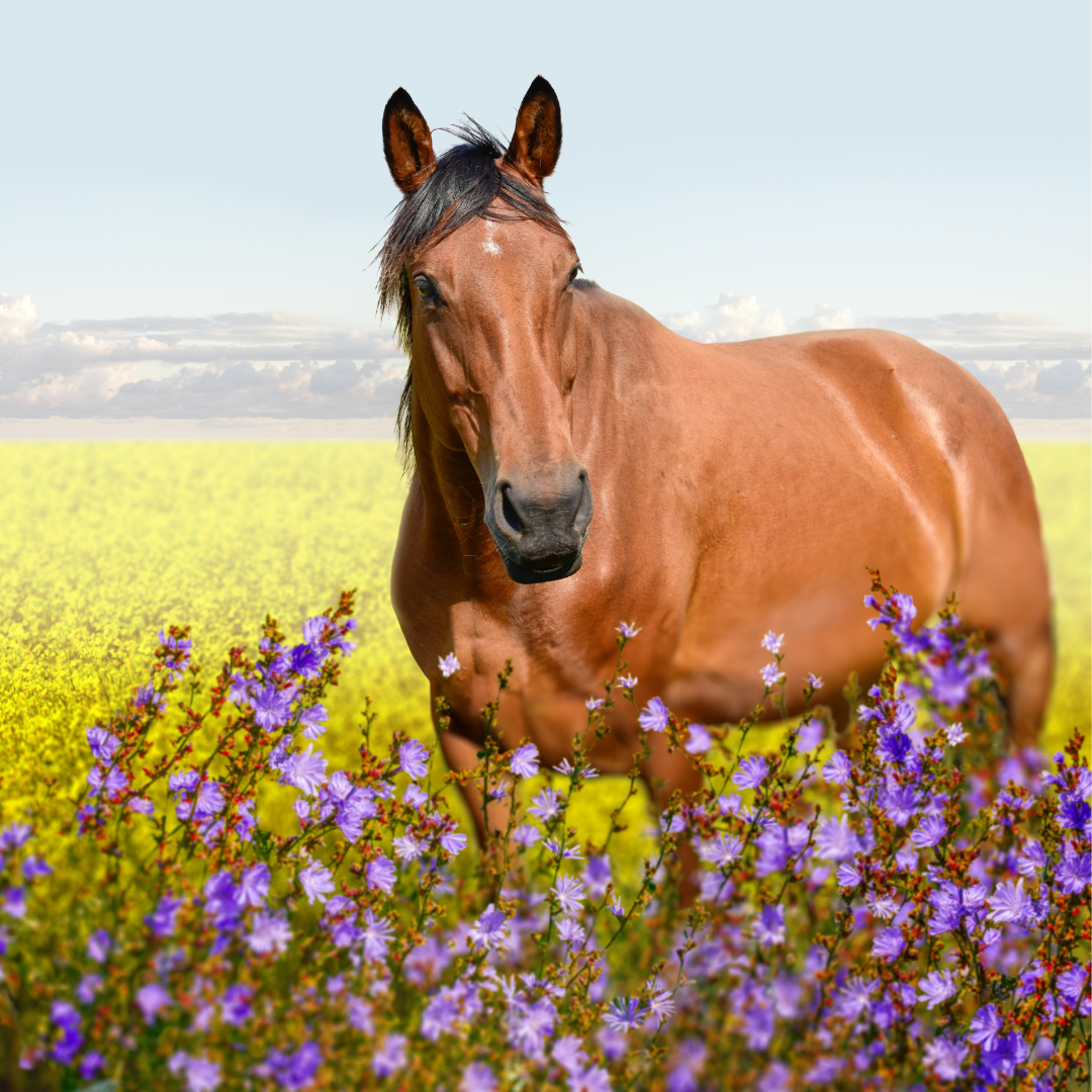 Importance Of Reducing Stress In Horses