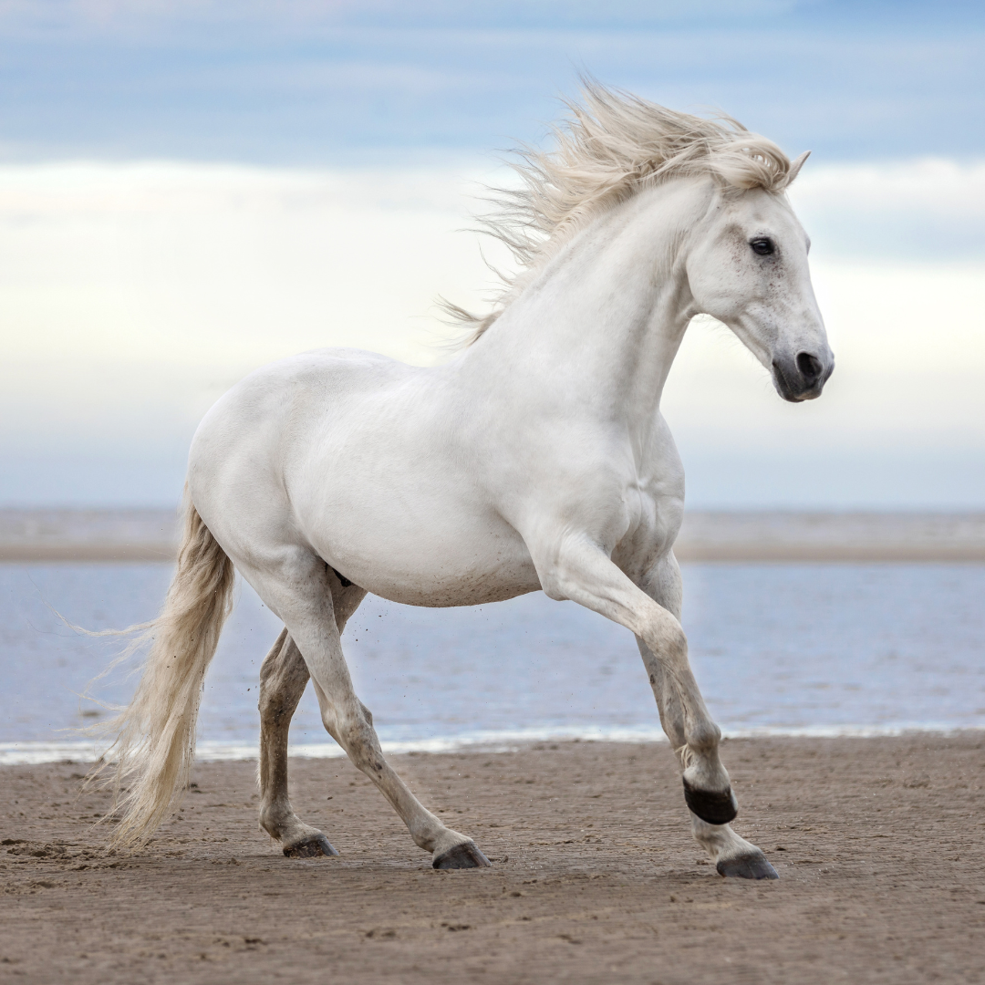 What Is Stress In Horses?